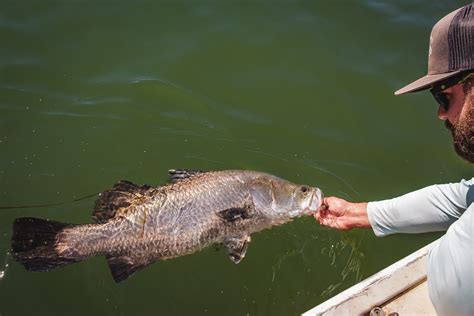 queensland fishing licence|stock impoundment permit qld.